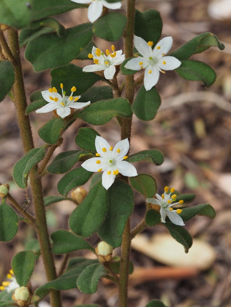 Asterolasia beckersii