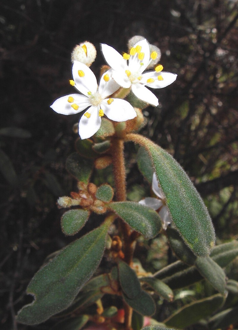 Asterolasia beckersii photo 3