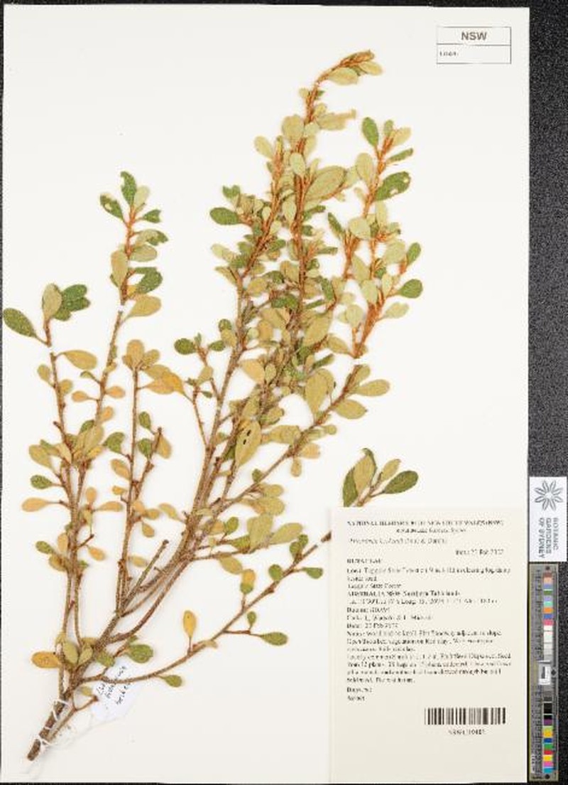 Asterolasia beckersii photo 2