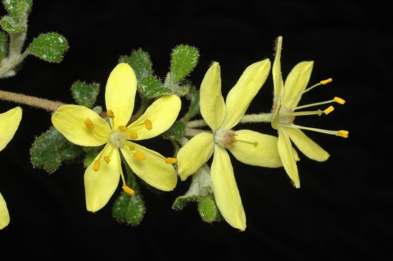 Asterolasia buckinghamii