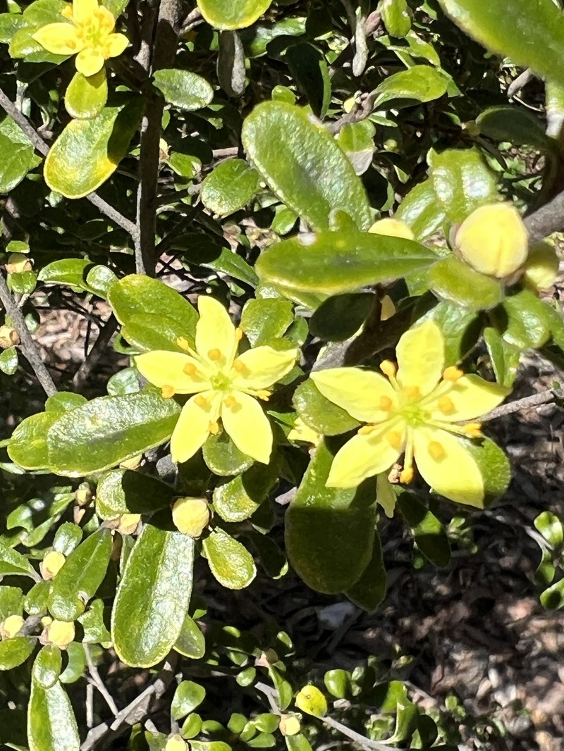 Asterolasia buxifolia