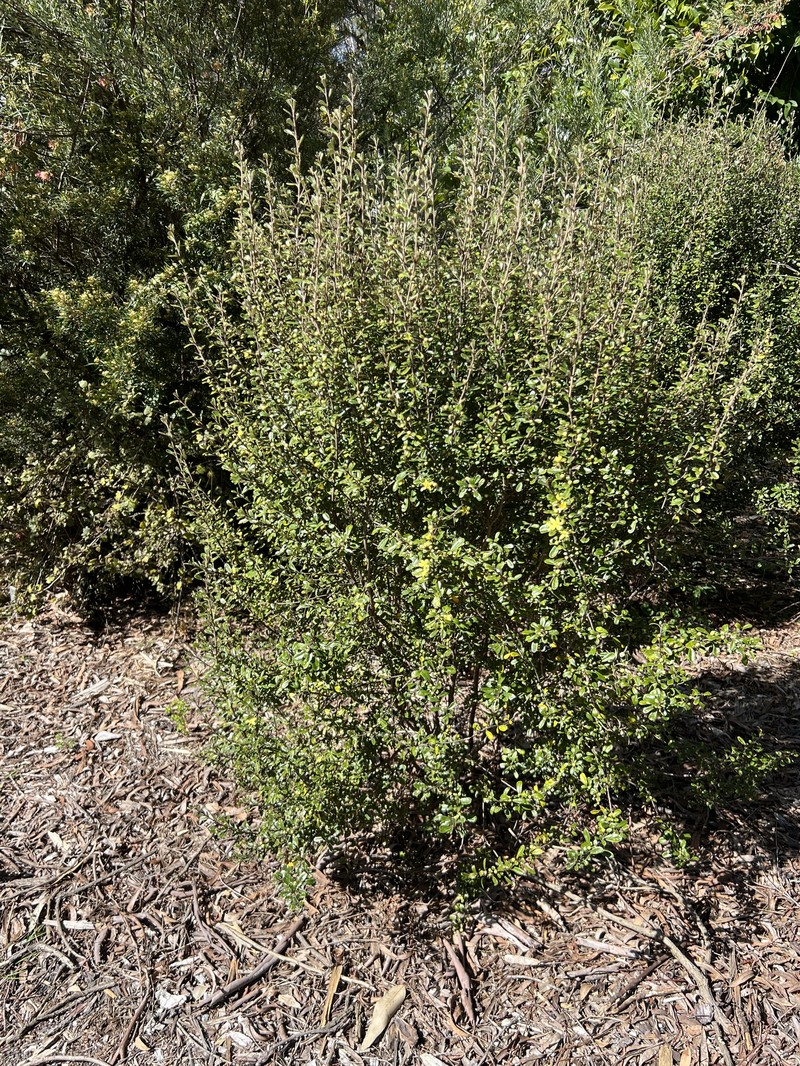 Asterolasia buxifolia photo 2