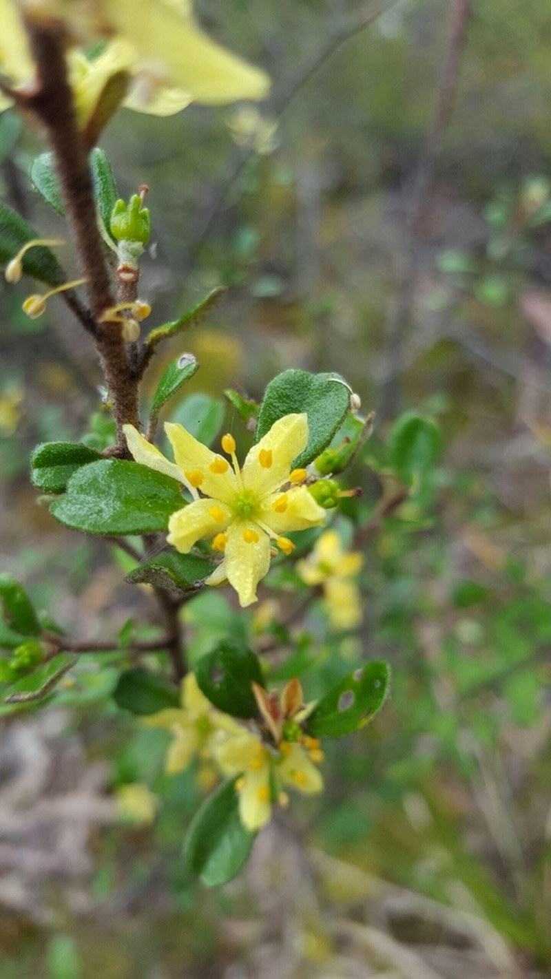 Asterolasia buxifolia photo 3