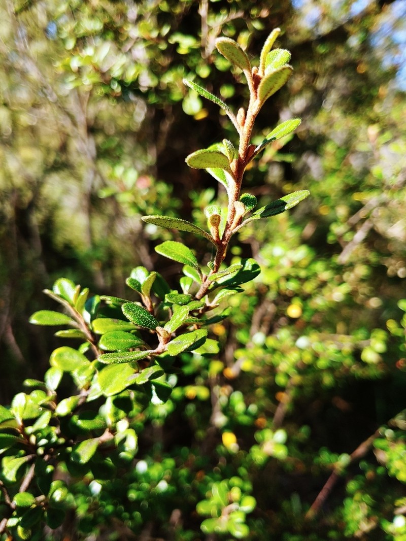 Asterolasia buxifolia photo 4