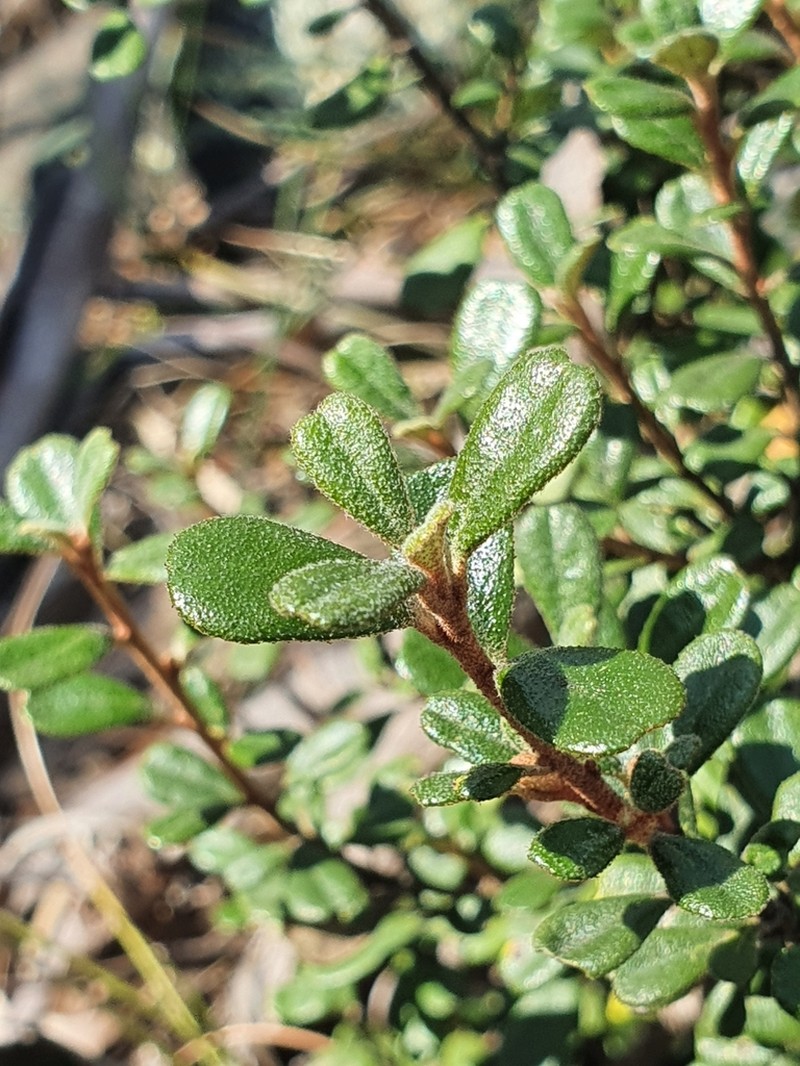 Asterolasia buxifolia photo 5