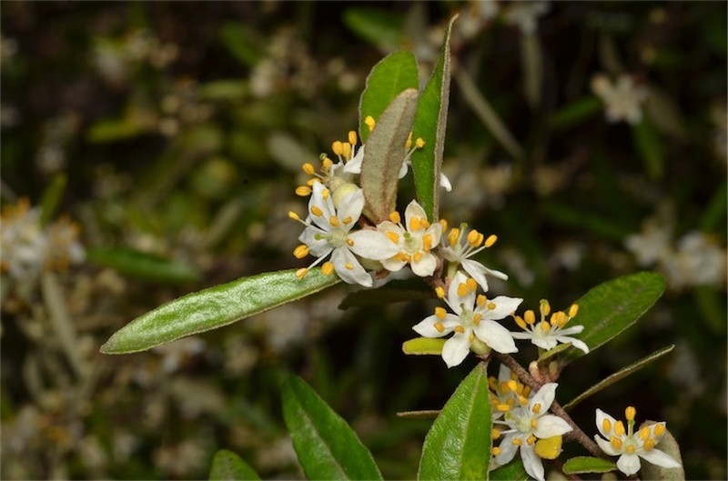 Asterolasia correifolia