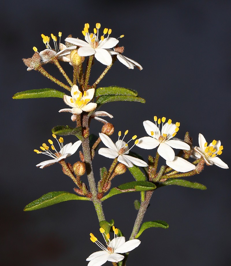 Asterolasia drummondii