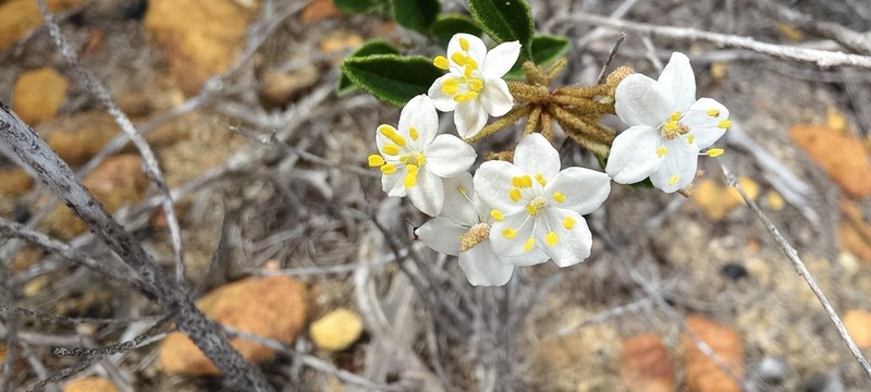 Asterolasia drummondii photo 2
