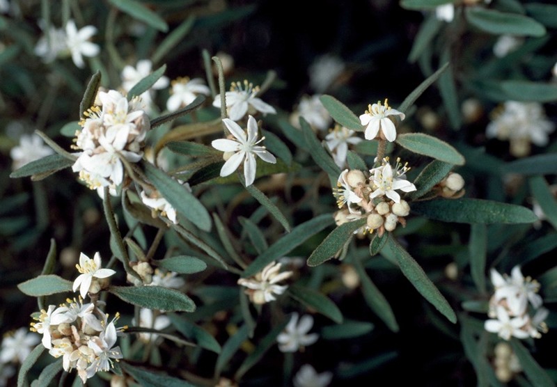 Asterolasia elegans