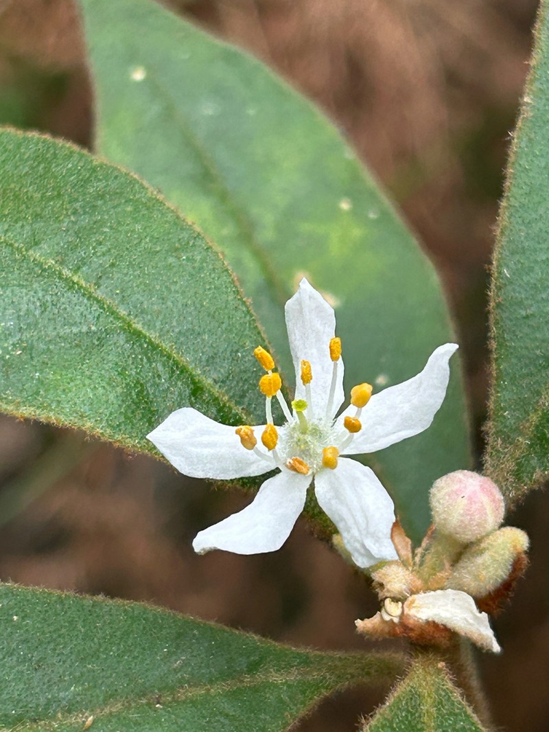 Asterolasia elegans photo 2