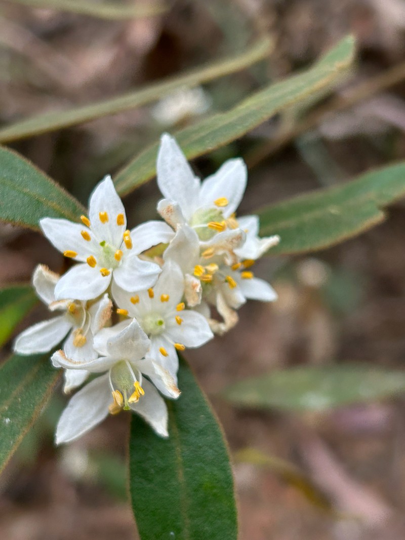 Asterolasia elegans photo 3