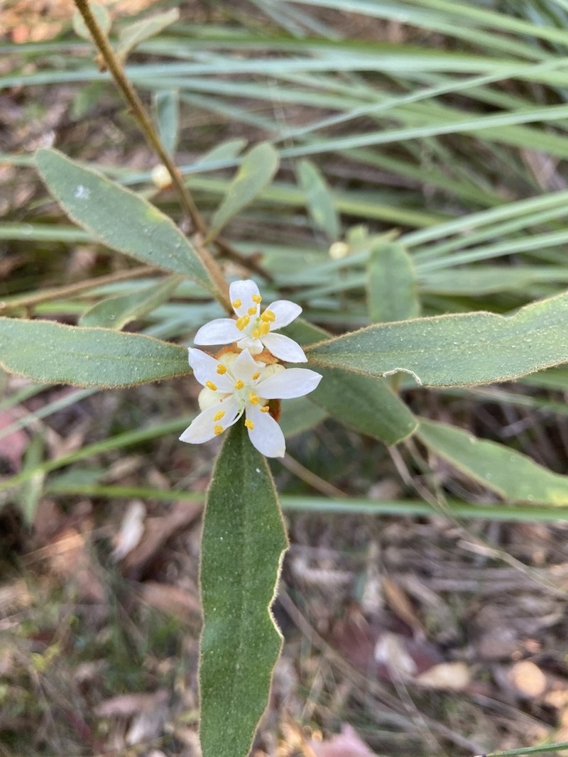 Asterolasia elegans photo 4