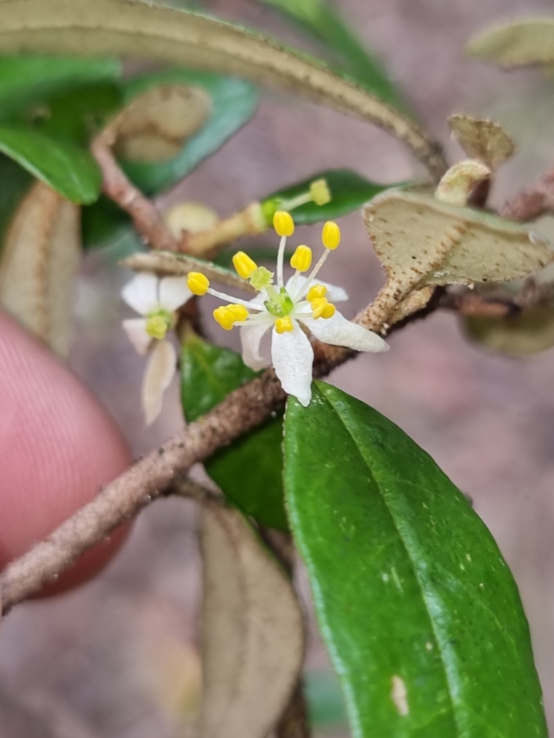 Asterolasia exasperata