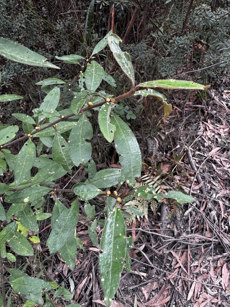 Asterolasia exasperata photo 3