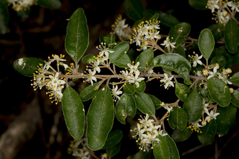 Asterolasia exasperata photo 4