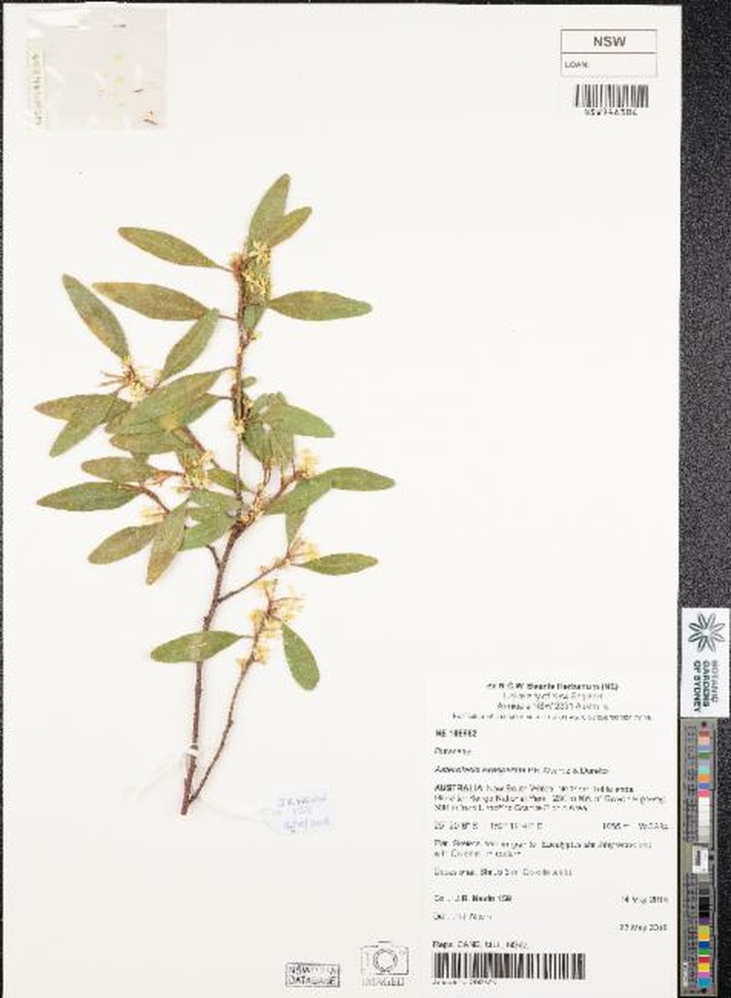 Asterolasia exasperata