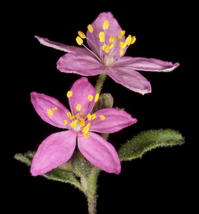 Asterolasia grandiflora