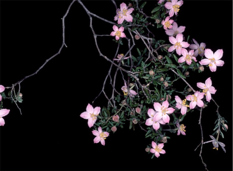Asterolasia grandiflora photo 2