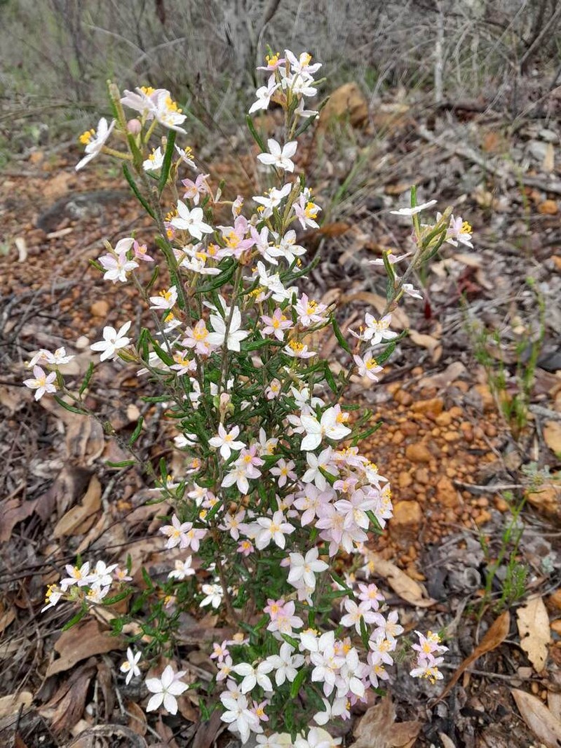 Asterolasia grandiflora photo 3