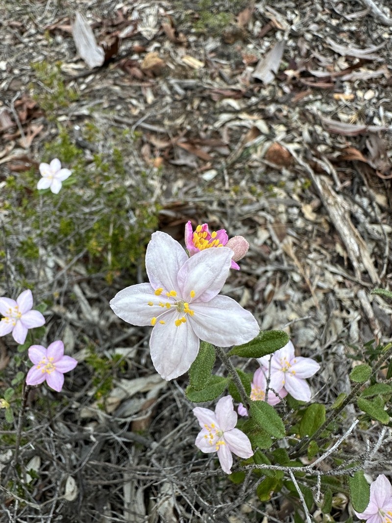 Asterolasia grandiflora photo 4