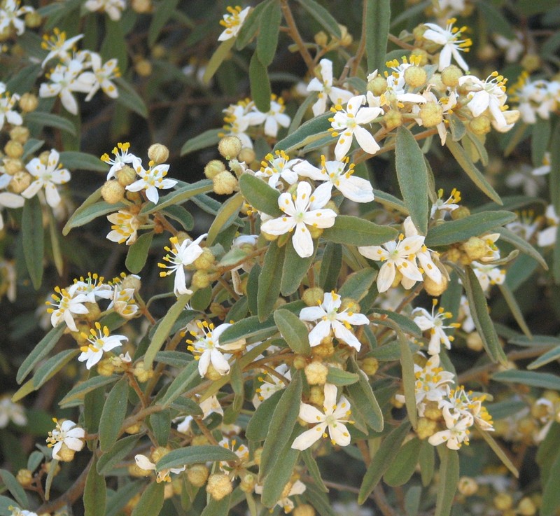 Asterolasia hexapetala