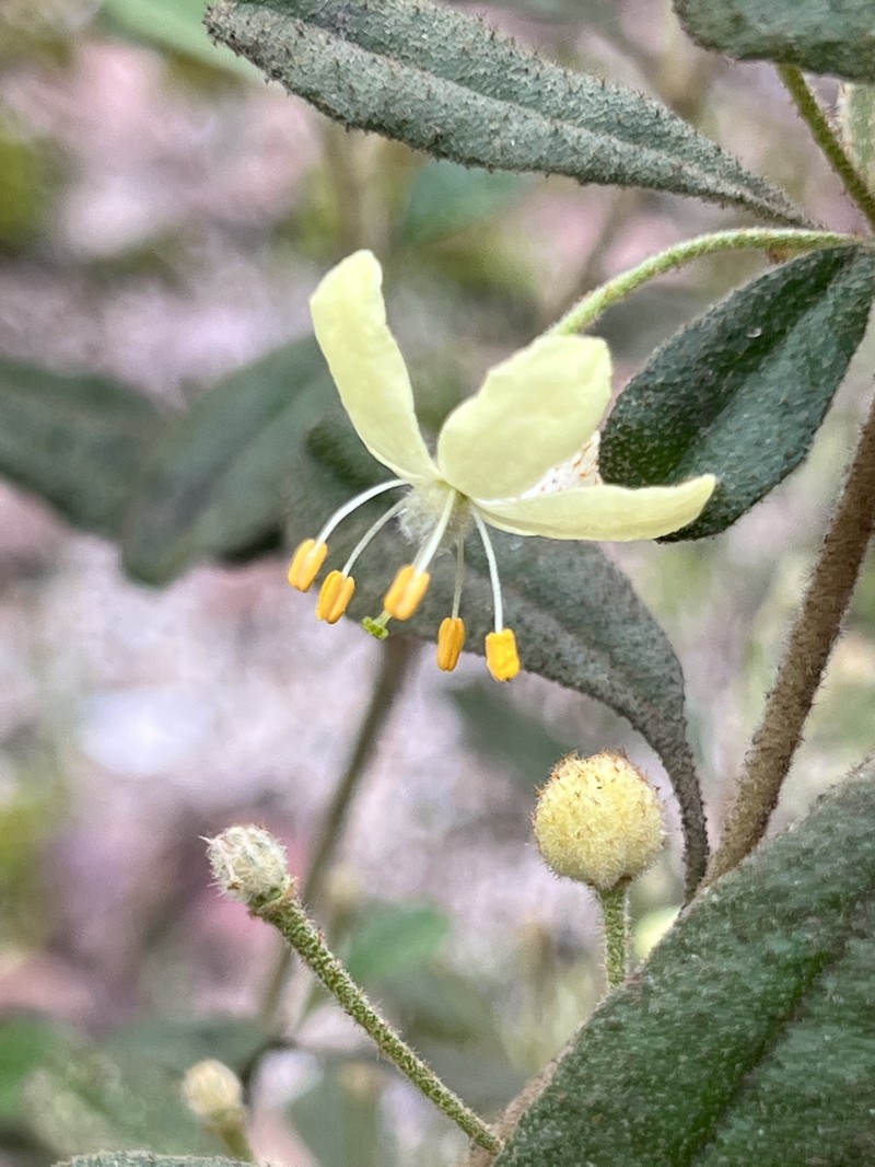 Asterolasia hexapetala photo 2