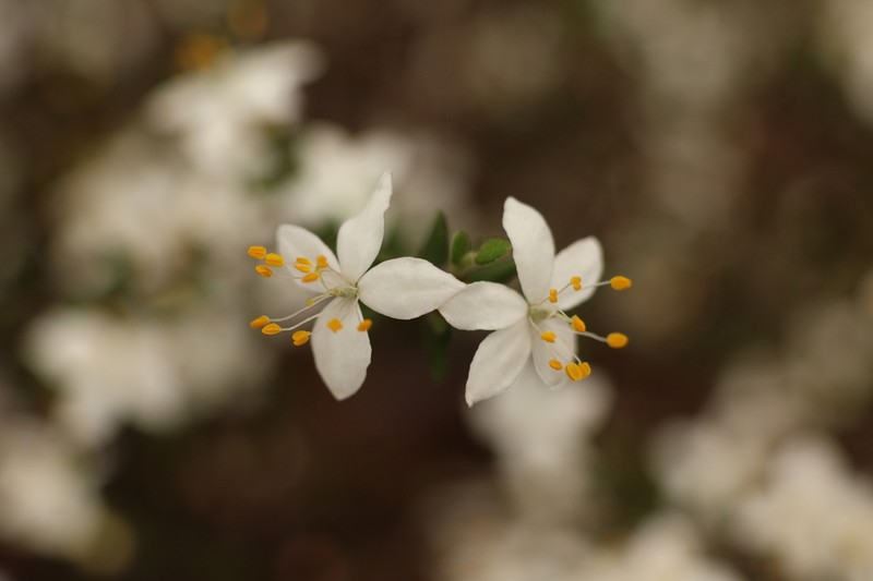 Asterolasia hyalina