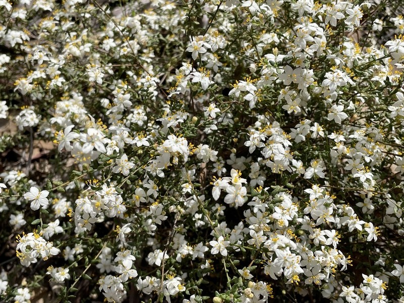 Asterolasia hyalina photo 2