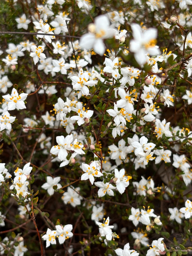 Asterolasia hyalina photo 4