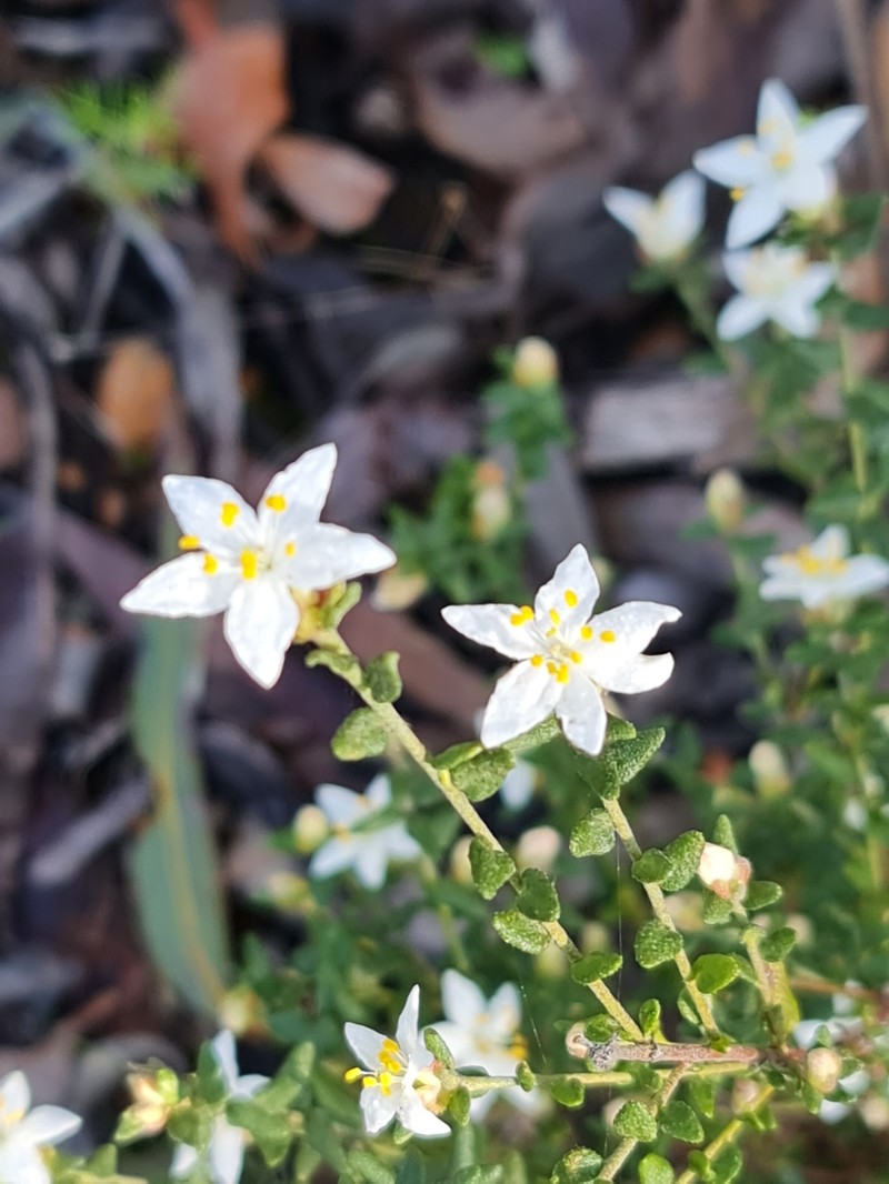 Asterolasia hyalina photo 5