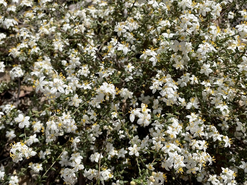 Asterolasia hyalina photo 7