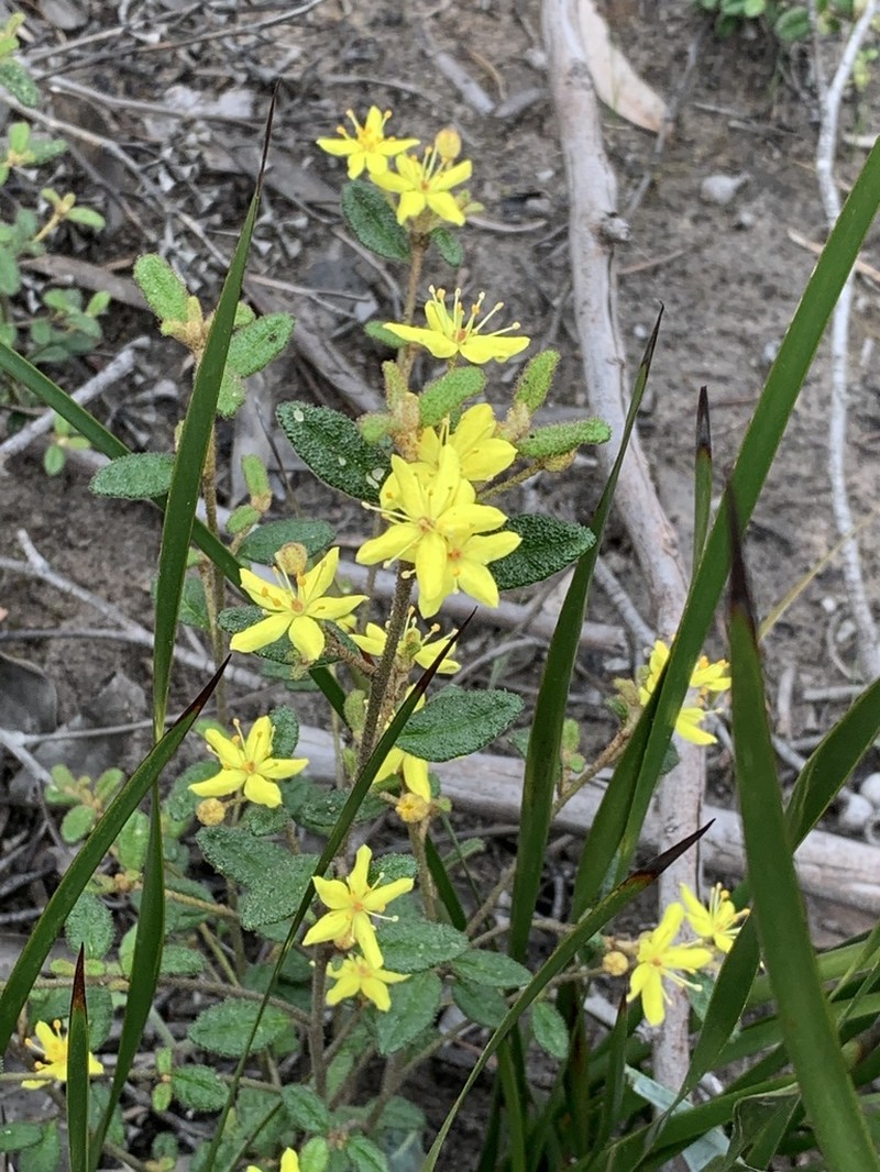 Asterolasia muricata