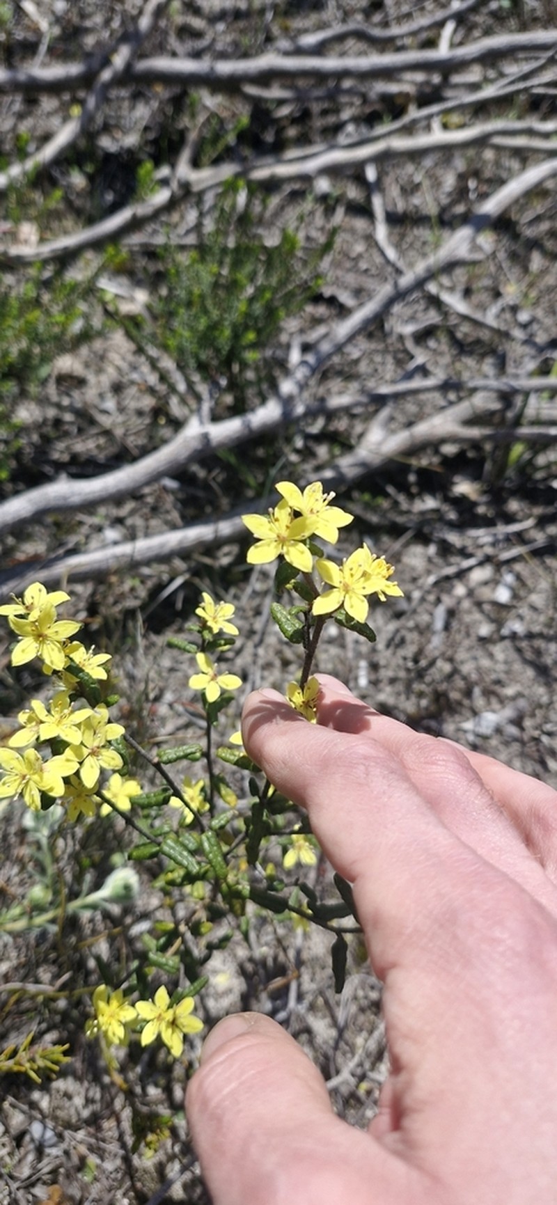 Asterolasia muricata photo 2