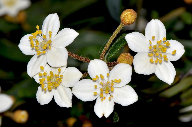 Asterolasia pallida