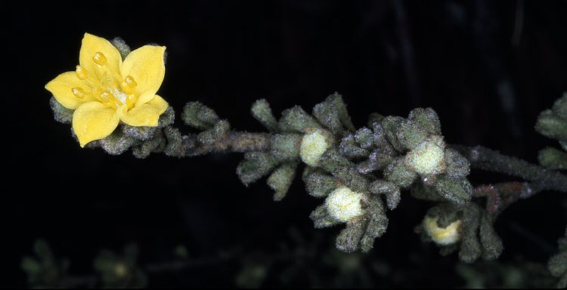 Asterolasia phebalioides