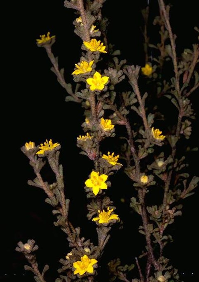 Asterolasia phebalioides photo 2