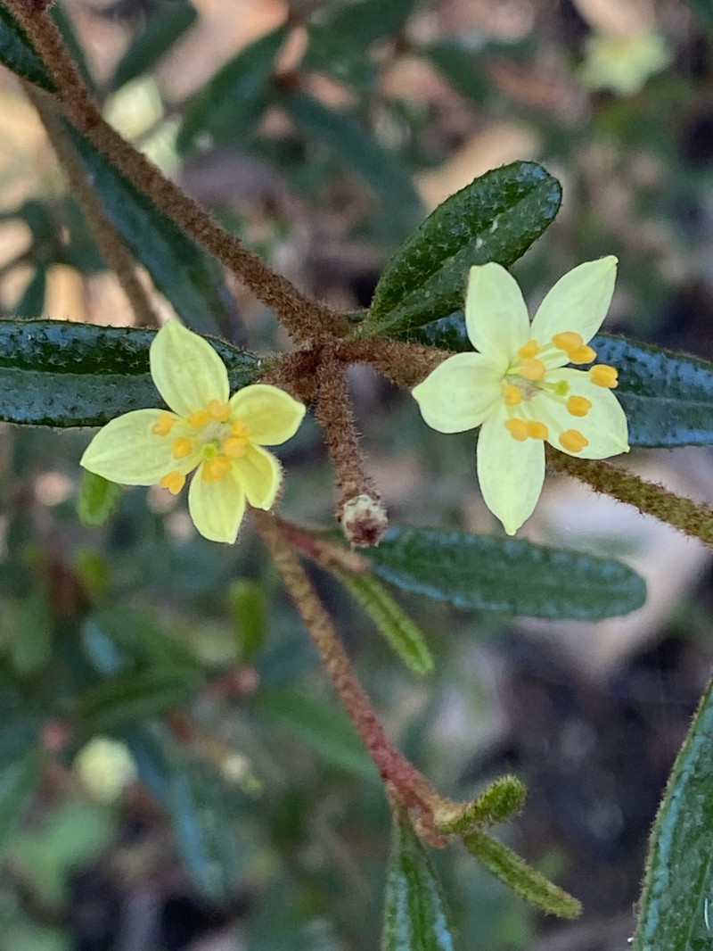 Asterolasia rivularis