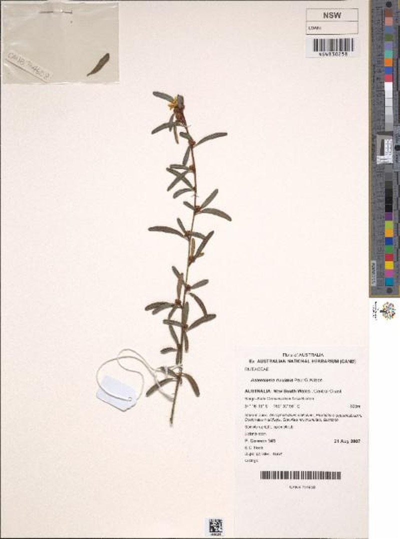 Asterolasia rivularis photo 2