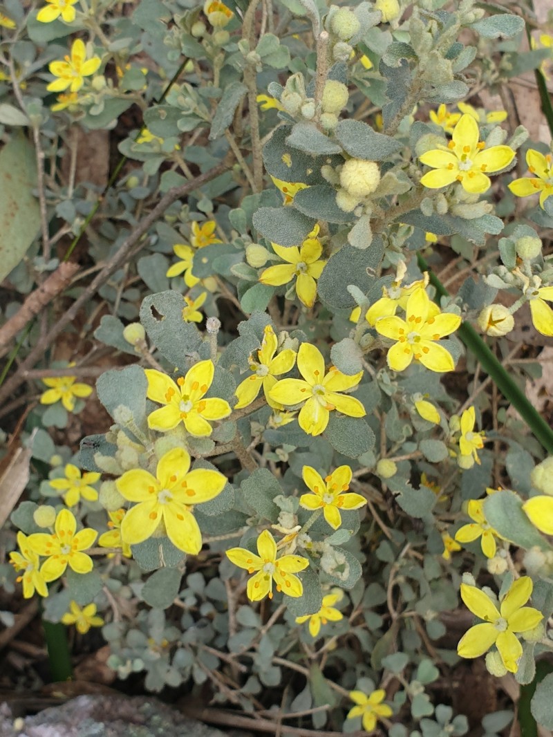 Asterolasia rupestris subsp. rupestris