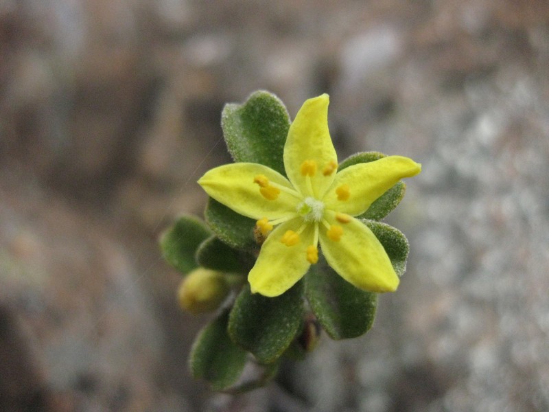 Asterolasia rupestris subsp. rupestris photo 2