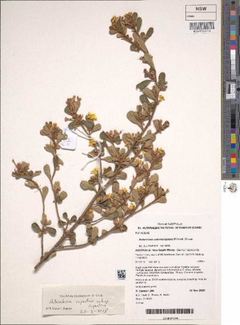 Asterolasia rupestris subsp. rupestris photo 3