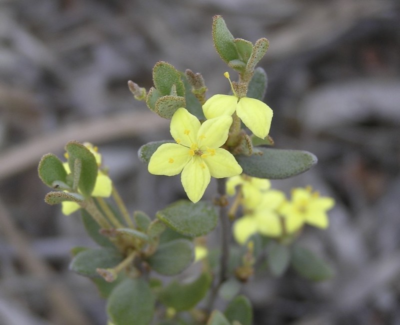 Asterolasia squamuligera