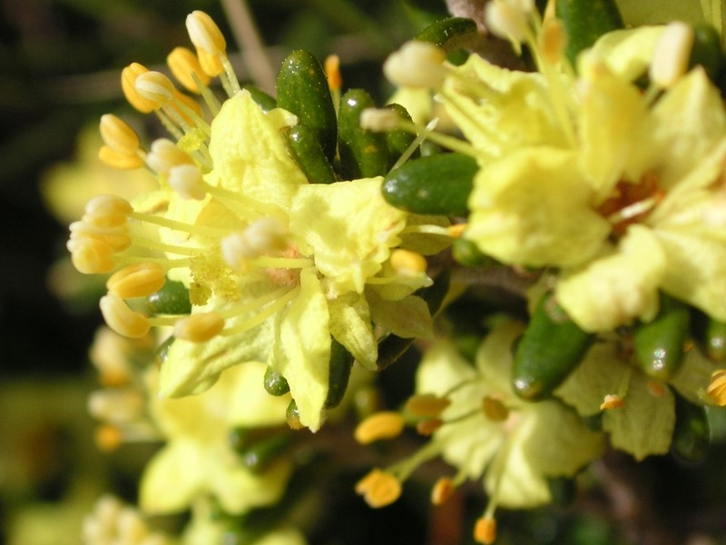 Asterolasia trymalioides photo 2