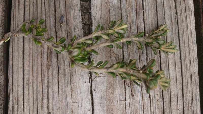 Asterolasia trymalioides photo 3