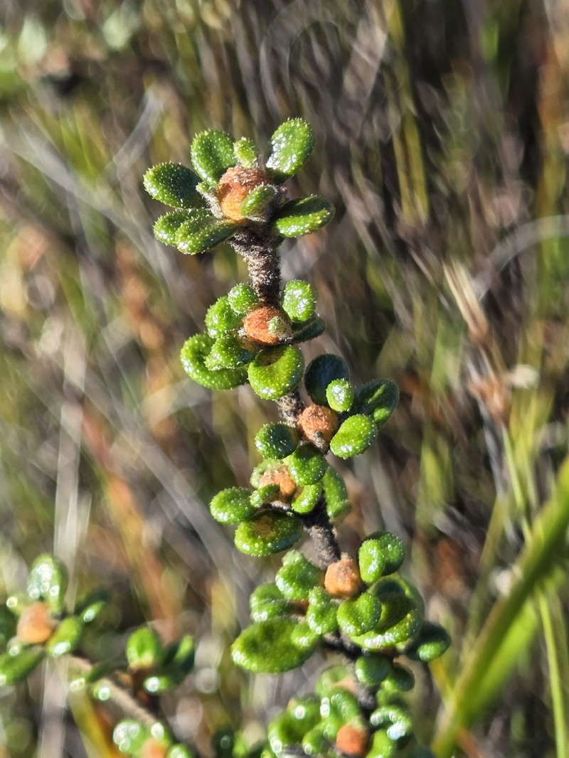 Asterolasia trymalioides subsp. areniticola