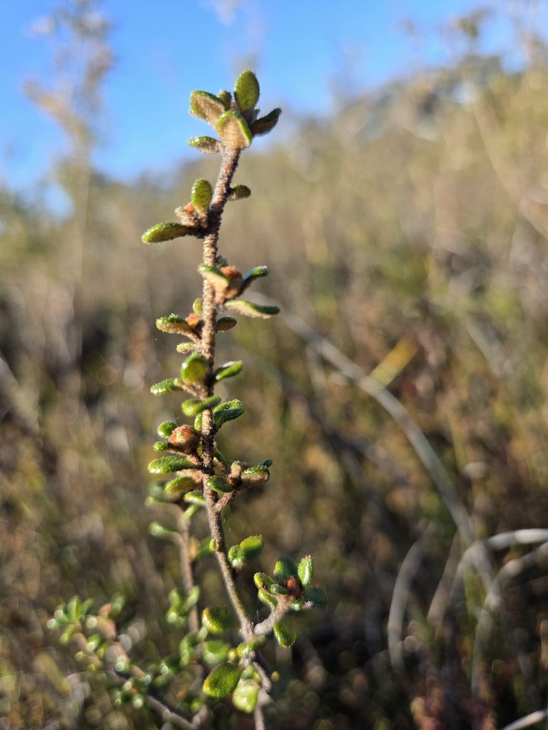 Asterolasia trymalioides subsp. areniticola photo 2