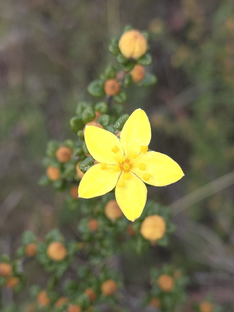 Asterolasia trymalioides subsp. areniticola photo 3