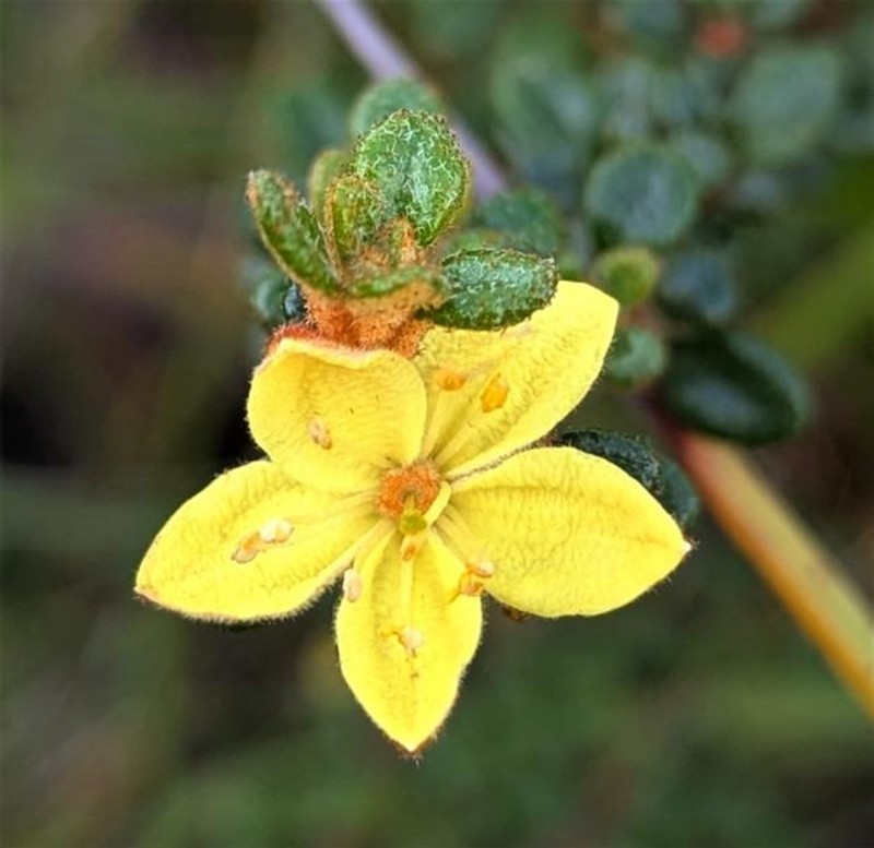 Asterolasia trymalioides subsp. areniticola photo 4