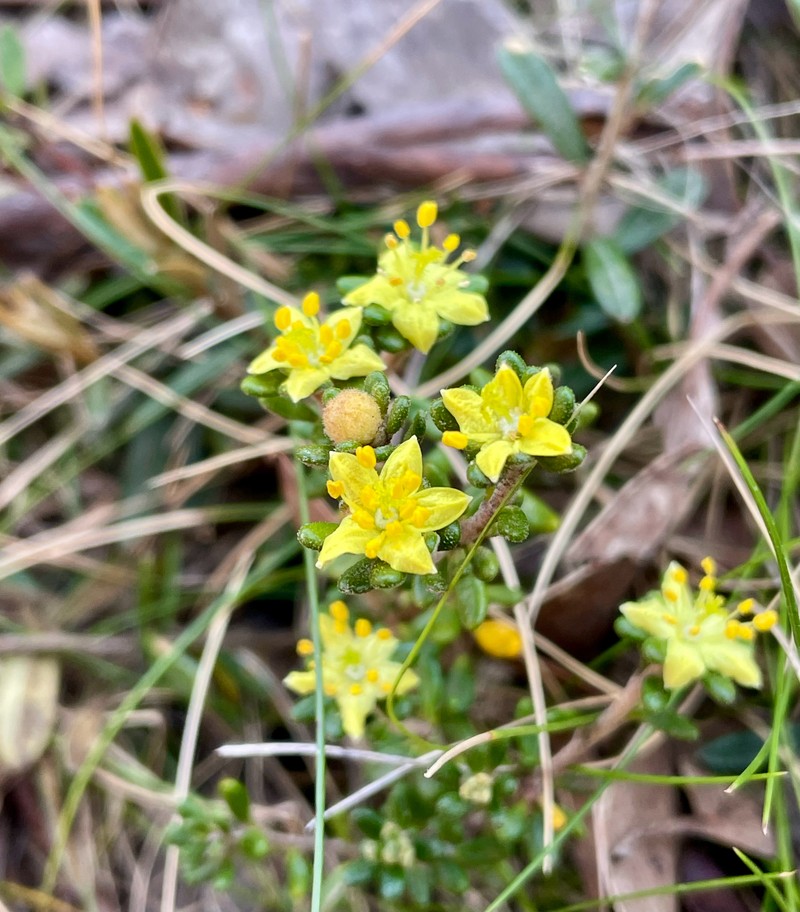 Asterolasia trymalioides subsp. trymalioides