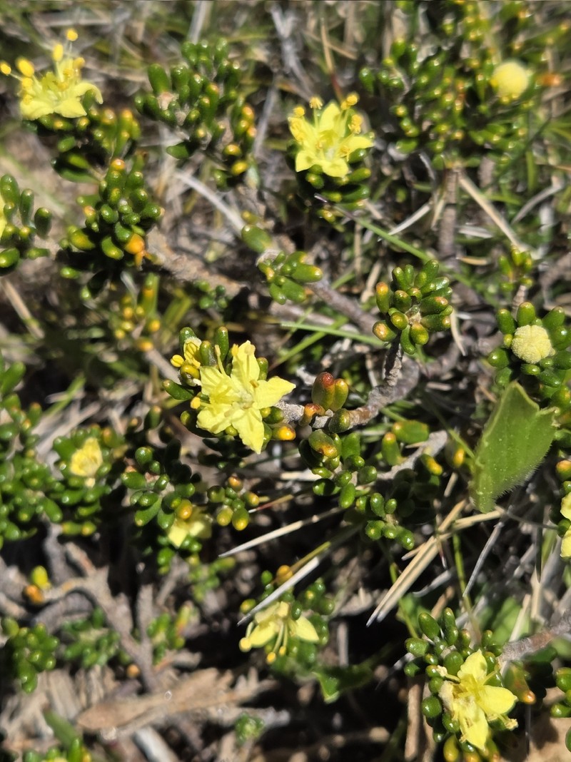 Asterolasia trymalioides subsp. trymalioides photo 2